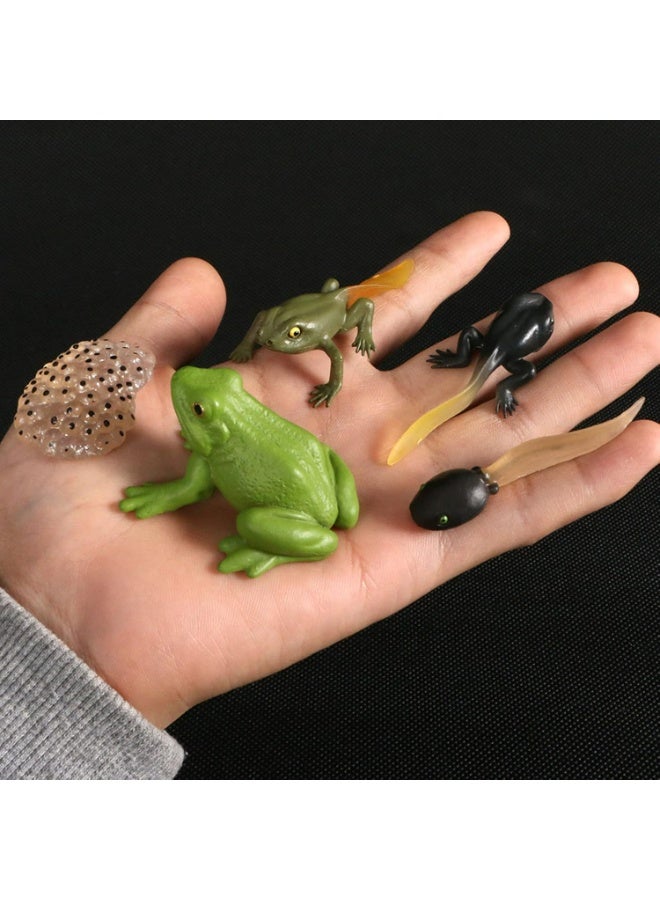 Frog Life Cycle Teaching Set For Science Students And School - Image 4