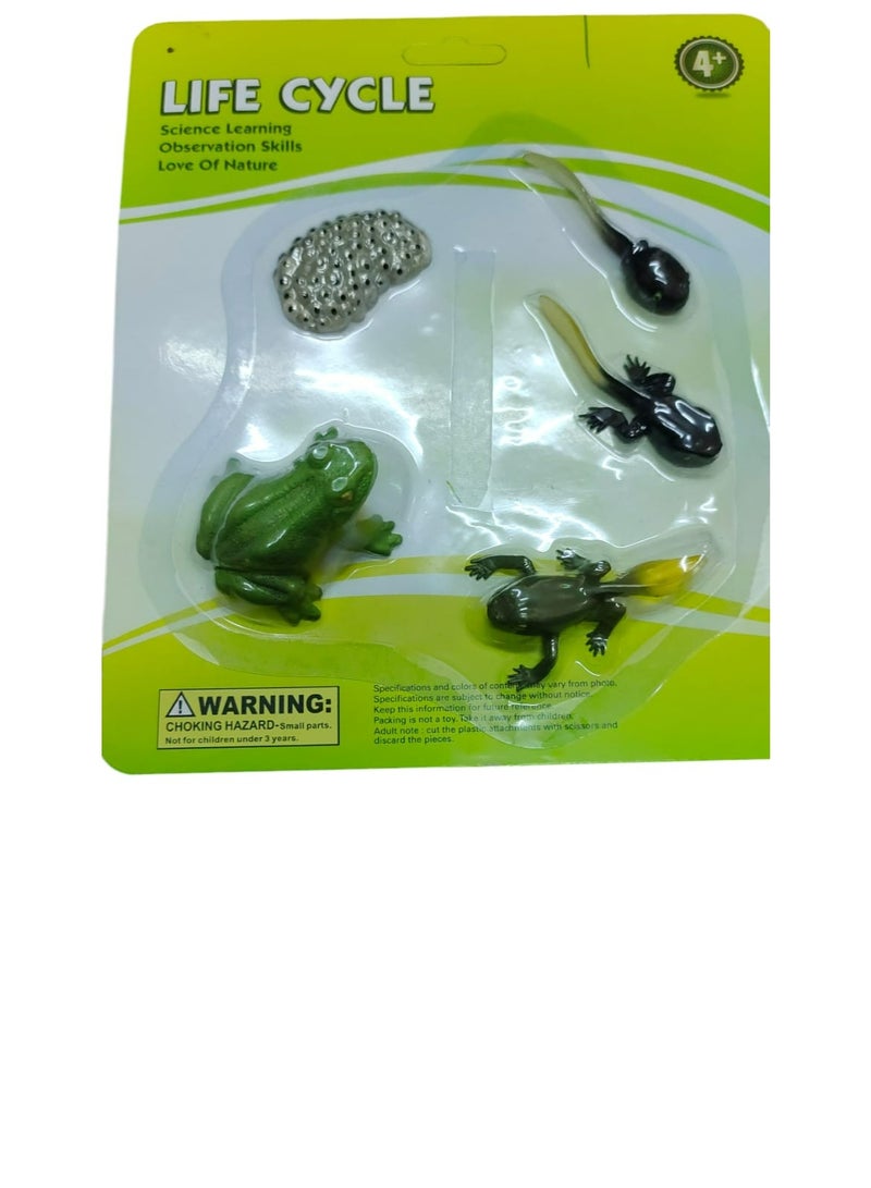 Frog Life Cycle Teaching Set For Science Students And School - Image 2
