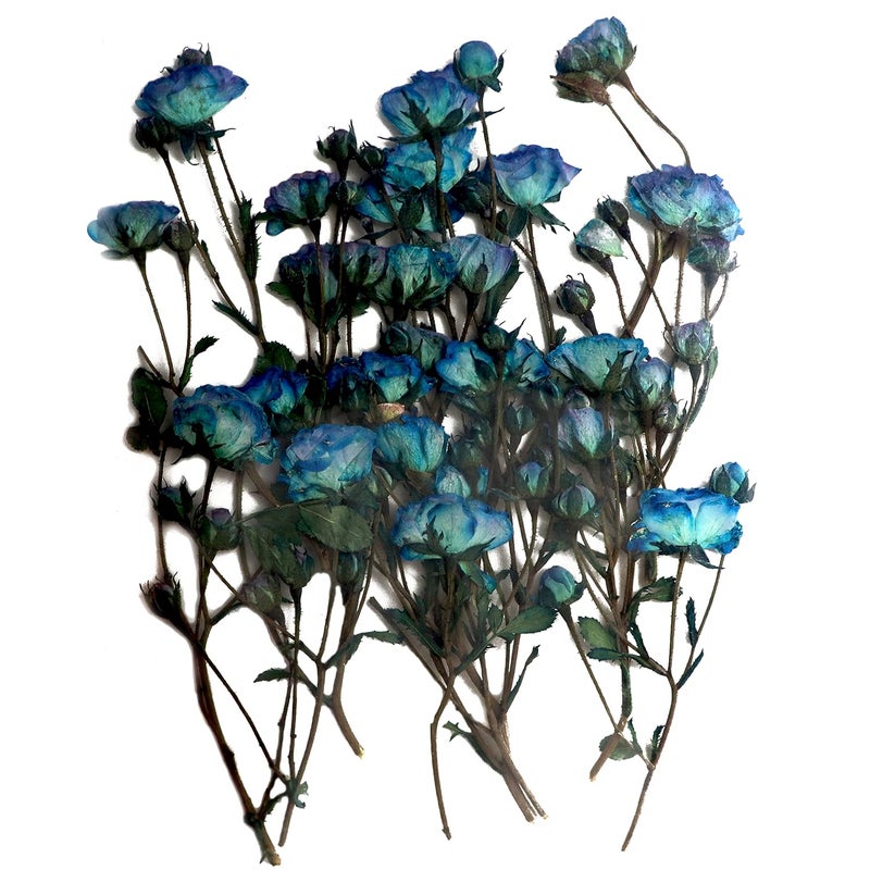 YellowCult YellowCult Natural Real Dried PRESSED Four Seasons Rose Flowers for Art Craft Multicolor for Soap Candle Scrapbooking DIY Resin Jewelry Pendant Four Seasons Rose Flowers Luxury Light Blue 