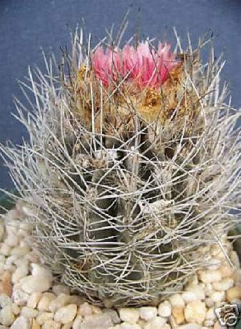 GGOOT Neoporteria taltanensis Rare eriocise Nidus Pink Flor Cactus Cacti Seed 10 Seeds