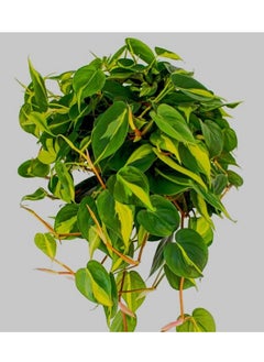 3OUD Plant House Philodendron Brasil 