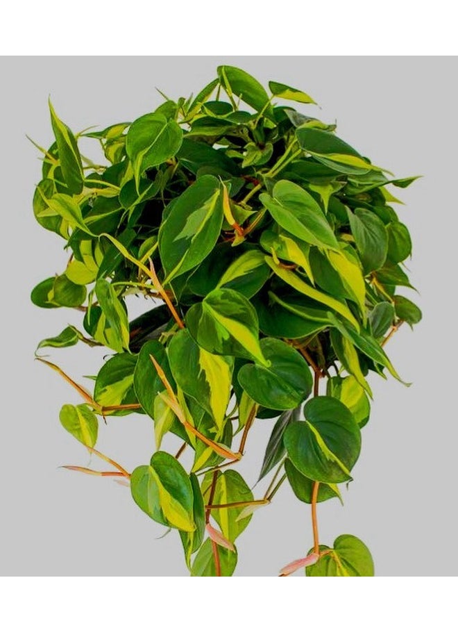 3OUD Plant House Philodendron Brasil 
