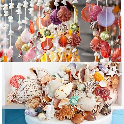 Jangostor Sea Shells Mixed Ocean Seashells, 1.2"-3.5" Various Sizes Beach Seashells and Natural Starfish for Vase Fillers Fish Tank Beach Themed Party Home Wedding Decorations DIY Crafts - Image 5