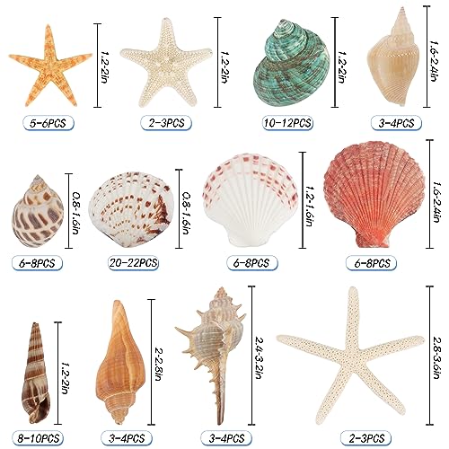 Jangostor Sea Shells Mixed Ocean Seashells, 1.2"-3.5" Various Sizes Beach Seashells and Natural Starfish for Vase Fillers Fish Tank Beach Themed Party Home Wedding Decorations DIY Crafts - Image 2