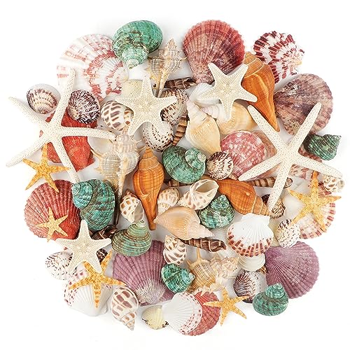 Jangostor Sea Shells Mixed Ocean Seashells, 1.2"-3.5" Various Sizes Beach Seashells and Natural Starfish for Vase Fillers Fish Tank Beach Themed Party Home Wedding Decorations DIY Crafts - Image 1