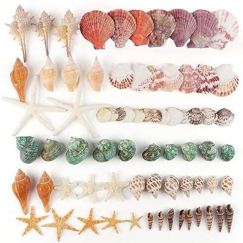 Jangostor Sea Shells Mixed Ocean Seashells, 1.2"-3.5" Various Sizes Beach Seashells and Natural Starfish for Vase Fillers Fish Tank Beach Themed Party Home Wedding Decorations DIY Crafts - Image 3