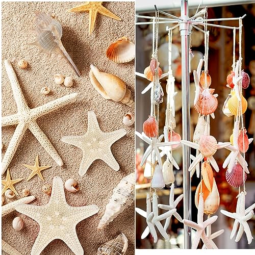 Jangostor Sea Shells Mixed Ocean Seashells, 1.2"-3.5" Various Sizes Beach Seashells and Natural Starfish for Vase Fillers Fish Tank Beach Themed Party Home Wedding Decorations DIY Crafts - Image 4