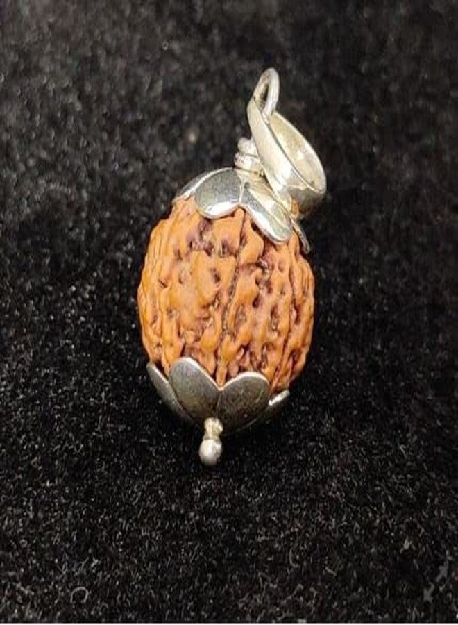 Trinetra Gems 10 Mukhi Rudraksha Original Certified Nepali Genuine 10 मुखी रुद्राक्ष Das Mukhi Rudraksha Blessed by Lord Lakshmi Narayan for Men Women दश मुखी रुद्राक्ष Beeds Real Ten Mukhi Rudraksha - Image 1