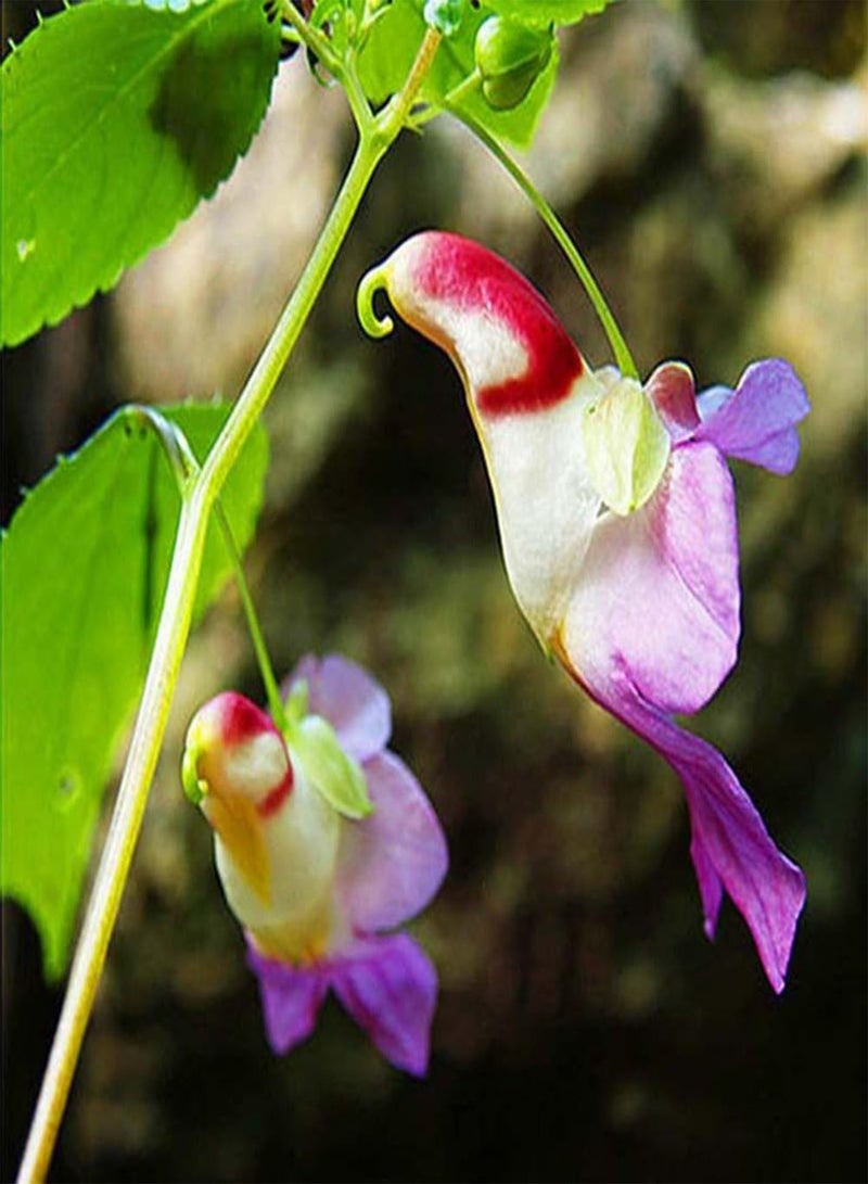 GGOOT 20Pcs Rare Parrot Orchid Flower Seeds, Garden Plant Seeds Balcony Bonsai Decor - Image 1