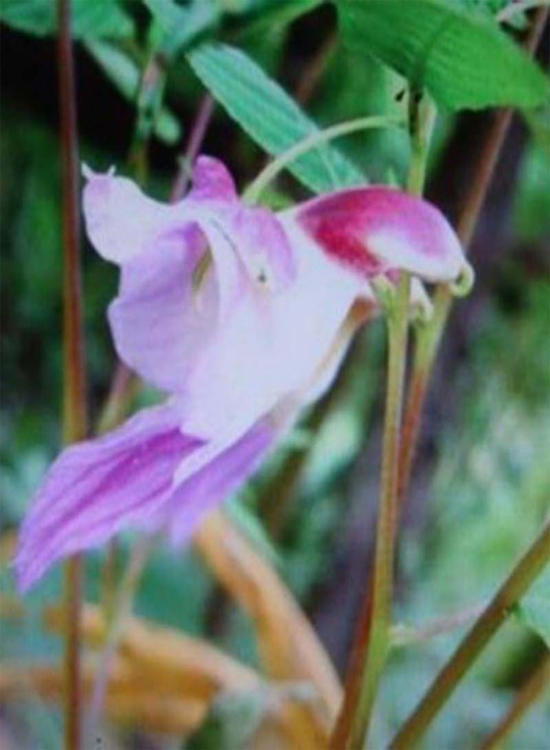 GGOOT 20Pcs Rare Parrot Orchid Flower Seeds, Garden Plant Seeds Balcony Bonsai Decor - Image 5