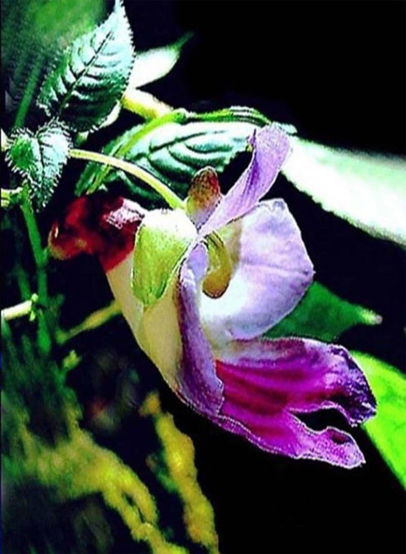 GGOOT 20Pcs Rare Parrot Orchid Flower Seeds, Garden Plant Seeds Balcony Bonsai Decor - Image 4