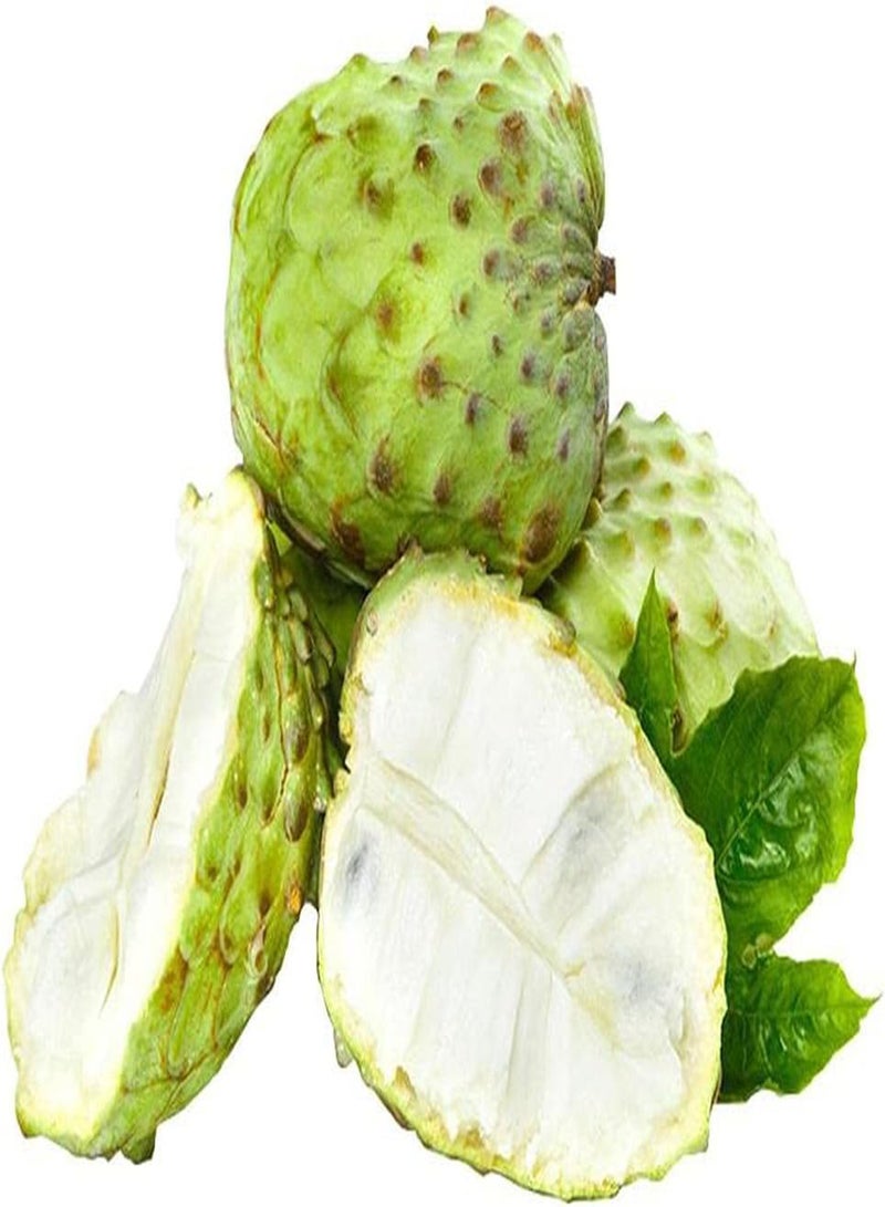 GGOOT 20pcs Annona Seeds Easy to Maintain Verdant Appearance Wide Leaves Has Ornamental Value Can Used for Landscape Arboriculture - Image 1