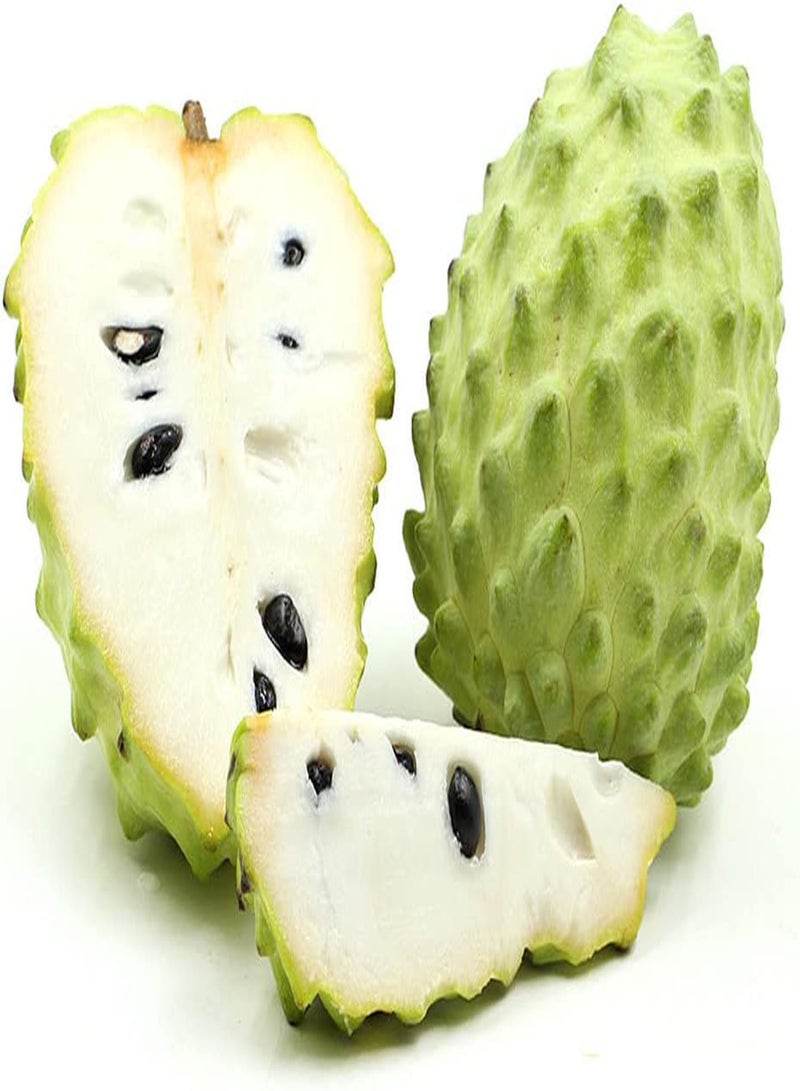 GGOOT 20pcs Annona Seeds Easy to Maintain Verdant Appearance Wide Leaves Has Ornamental Value Can Used for Landscape Arboriculture - Image 3