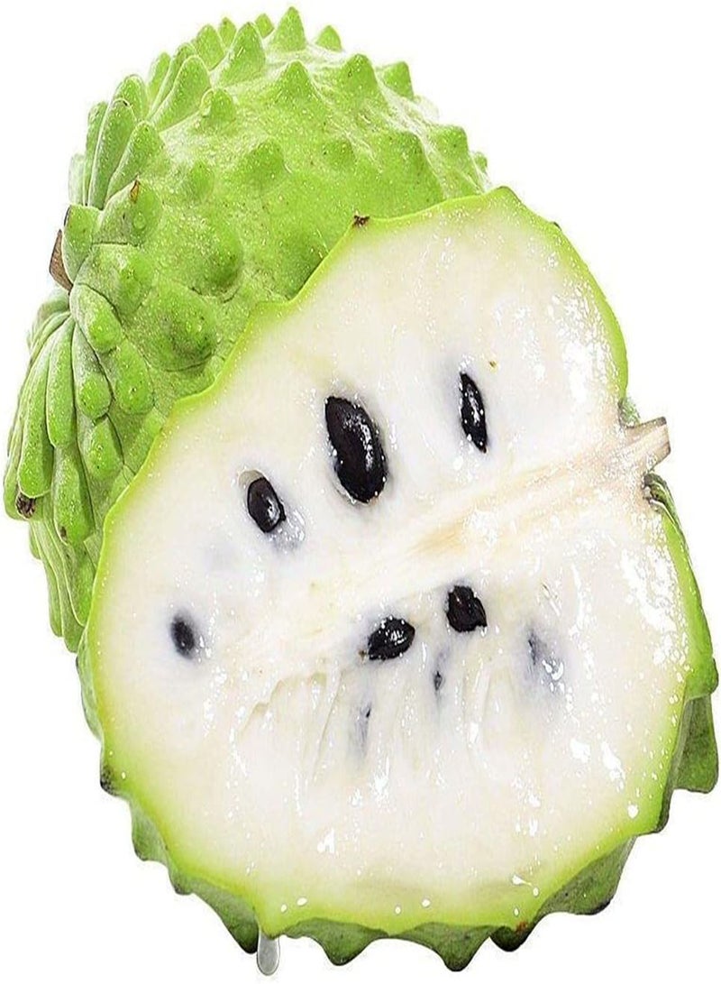 GGOOT 20pcs Annona Seeds Easy to Maintain Verdant Appearance Wide Leaves Has Ornamental Value Can Used for Landscape Arboriculture - Image 2