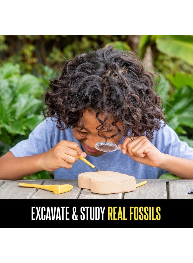 Educational Insights GeoSafari Fossil Excavation Kit, Kids Science Kit, Dinosaur Science Toy, Ages 7+ - Image 3