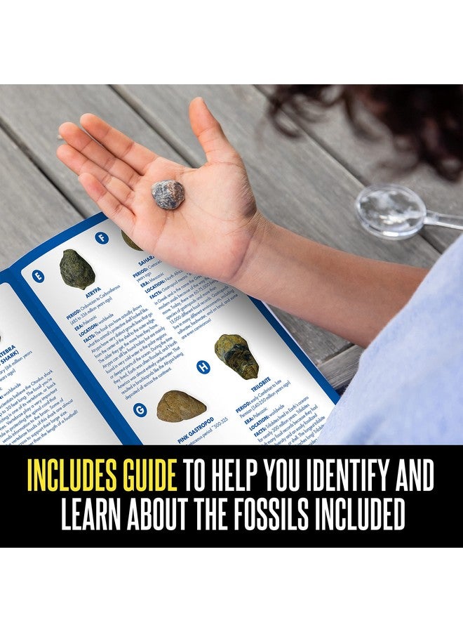 Educational Insights GeoSafari Fossil Excavation Kit, Kids Science Kit, Dinosaur Science Toy, Ages 7+ - Image 4