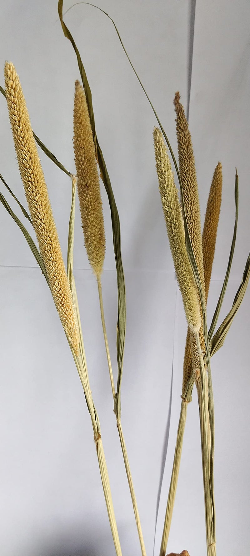 RUKDA® Dried Pearl Millet Flower Sheaves || Decorative Dried Flower Sheaves for Wedding and Office Table Decoration - 5pcs - Image 1