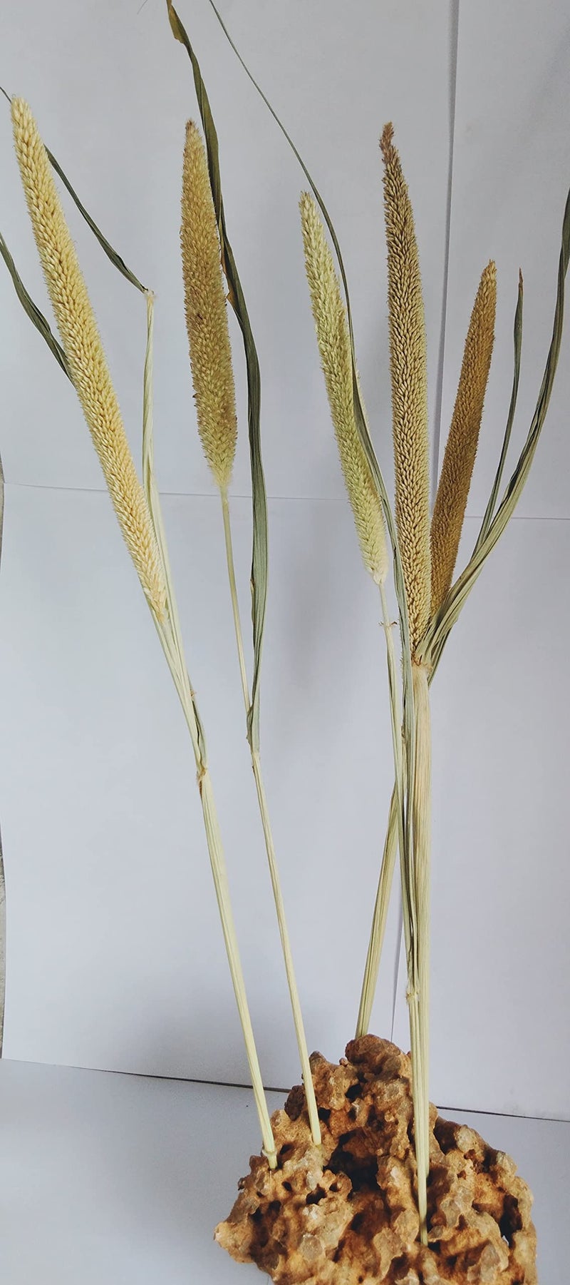 RUKDA® Dried Pearl Millet Flower Sheaves || Decorative Dried Flower Sheaves for Wedding and Office Table Decoration - 5pcs - Image 4