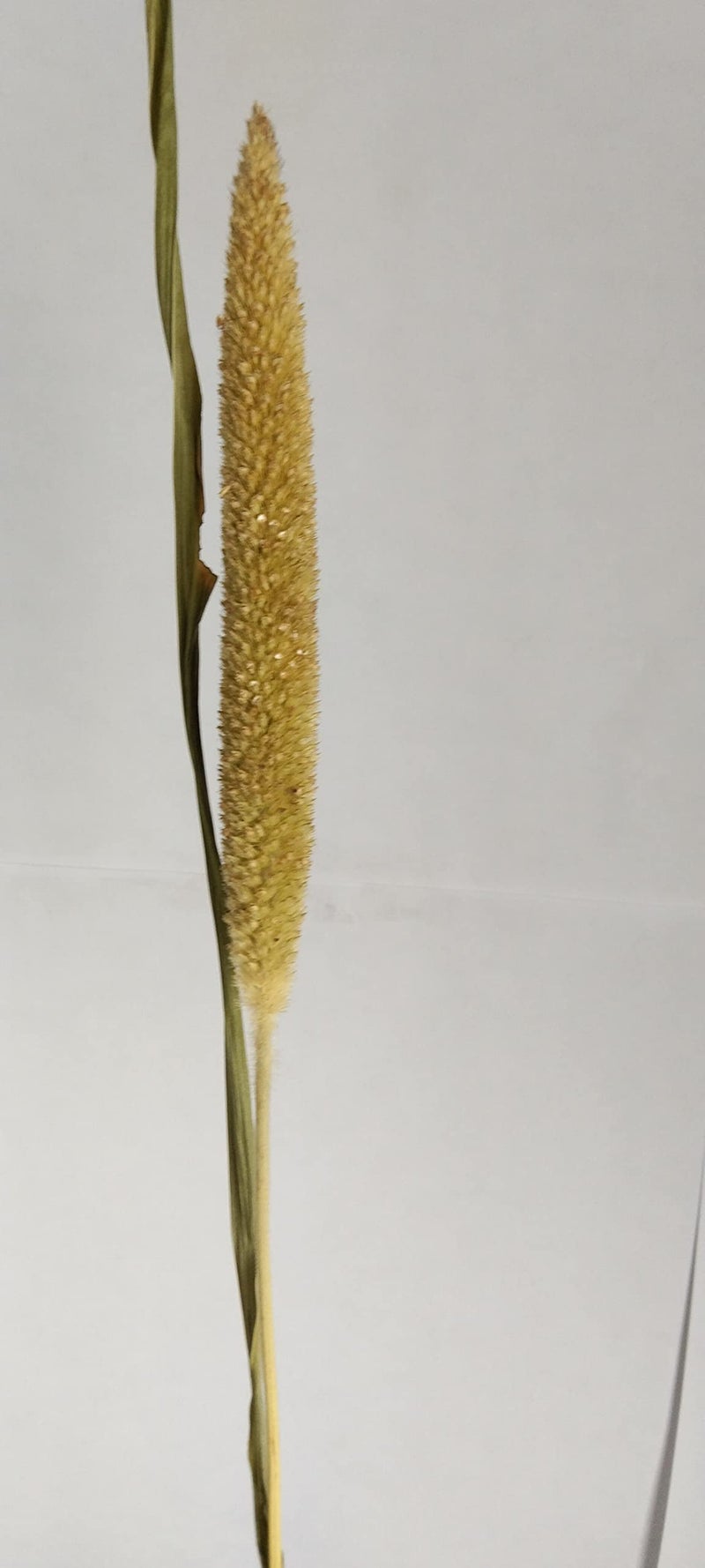 RUKDA® Dried Pearl Millet Flower Sheaves || Decorative Dried Flower Sheaves for Wedding and Office Table Decoration - 5pcs - Image 2