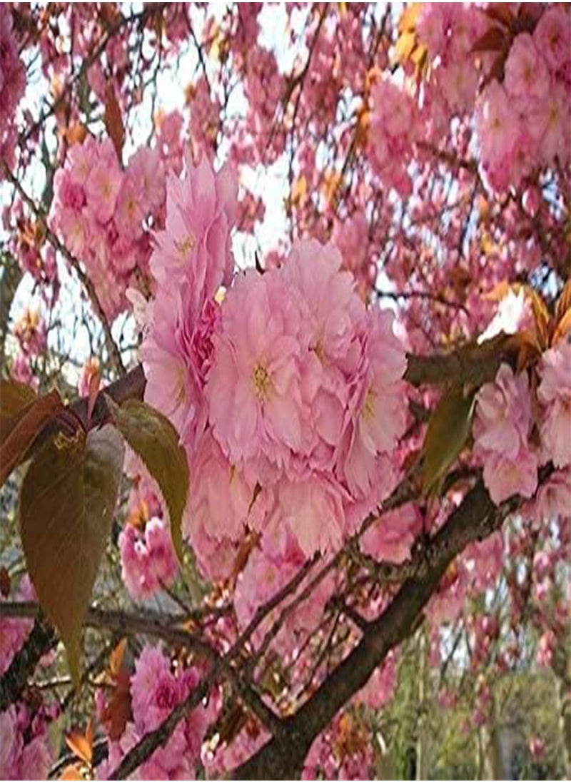 GGOOT - 100Pcs Seeds Japanese Cherry Sakura Prunus serrulata Bonsai Ornamental - Image 1