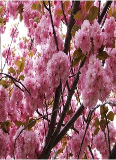 100Pcs Seeds Japanese Cherry Sakura Prunus serrulata Bonsai Ornamental