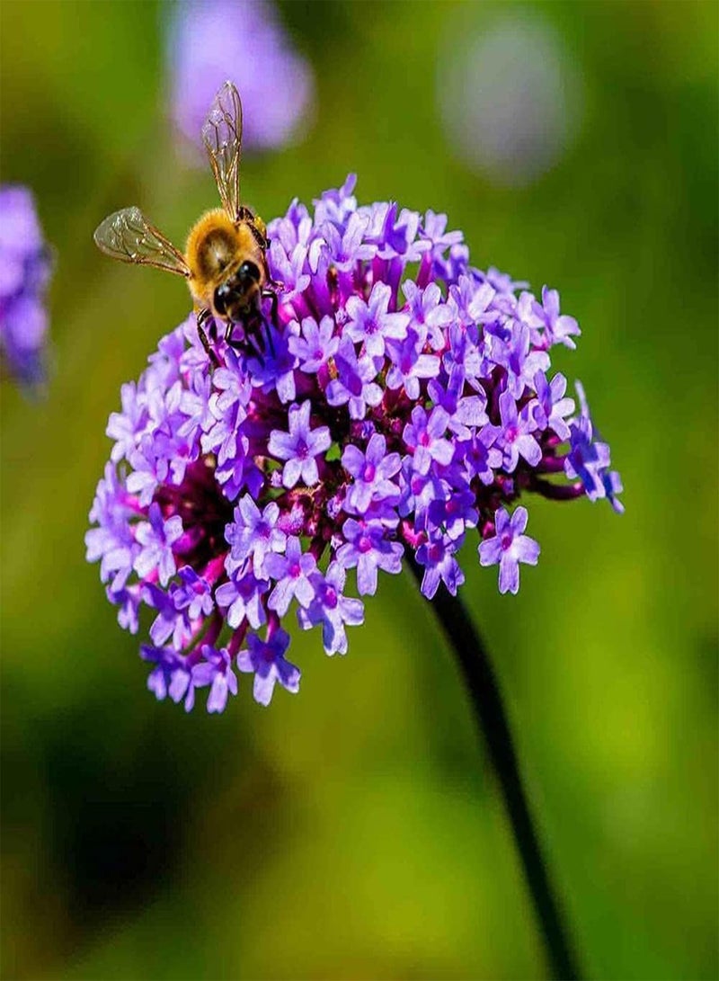 GGOOT 50Pcs Verbena Seeds Herbaceous Flowers for Outdoor Field Planting Love Full Sunny Environment A Sea of Purple Flower Bring Good Mood - Image 1