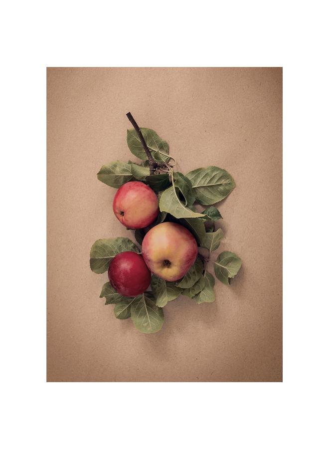 erorex Picture, leaves with apples, 30x40 cm - Image 1