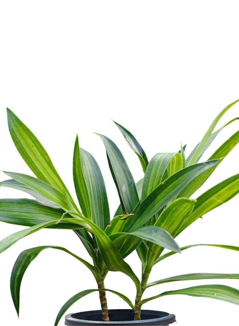 PLANT Song of Jamaica Live Plant 10–15 CM | Dracaena reflexa Green Indoor Plant | Easy-Care Ornamental Foliage Plant for Home, Office & Garden Décor - Image 5