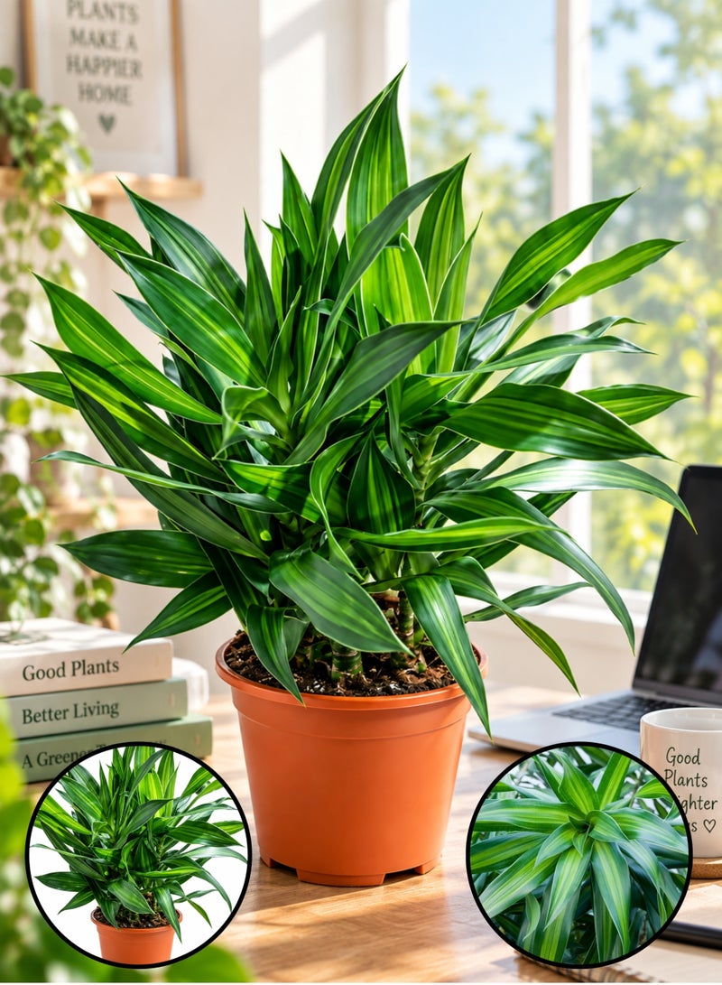 PLANT Song of Jamaica Live Plant 10–15 CM | Dracaena reflexa Green Indoor Plant | Easy-Care Ornamental Foliage Plant for Home, Office & Garden Décor - Image 1