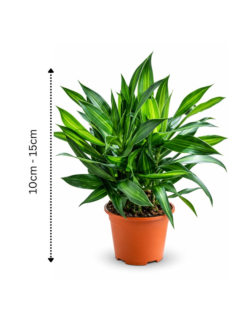 PLANT Song of Jamaica Live Plant 10–15 CM | Dracaena reflexa Green Indoor Plant | Easy-Care Ornamental Foliage Plant for Home, Office & Garden Décor - Image 2
