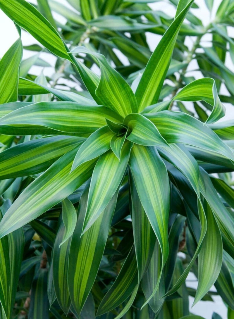 PLANT Song of Jamaica Live Plant 10–15 CM | Dracaena reflexa Green Indoor Plant | Easy-Care Ornamental Foliage Plant for Home, Office & Garden Décor - Image 3
