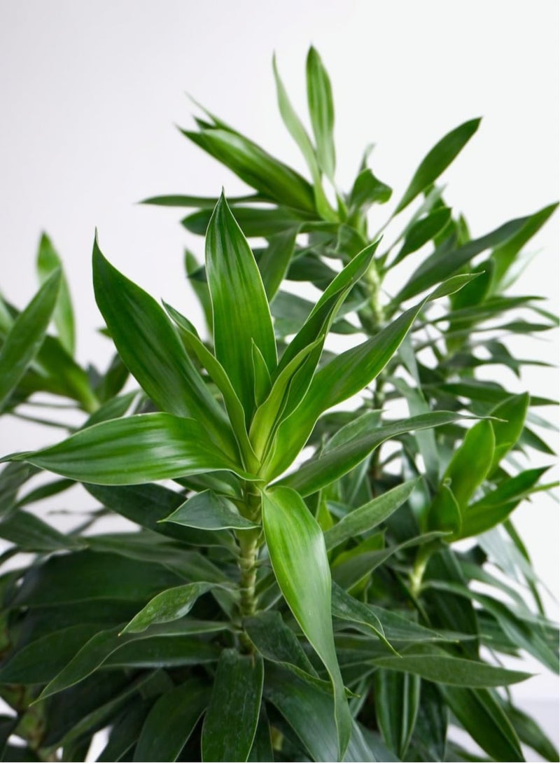 PLANT Song of Jamaica Live Plant 10–15 CM | Dracaena reflexa Green Indoor Plant | Easy-Care Ornamental Foliage Plant for Home, Office & Garden Décor - Image 4