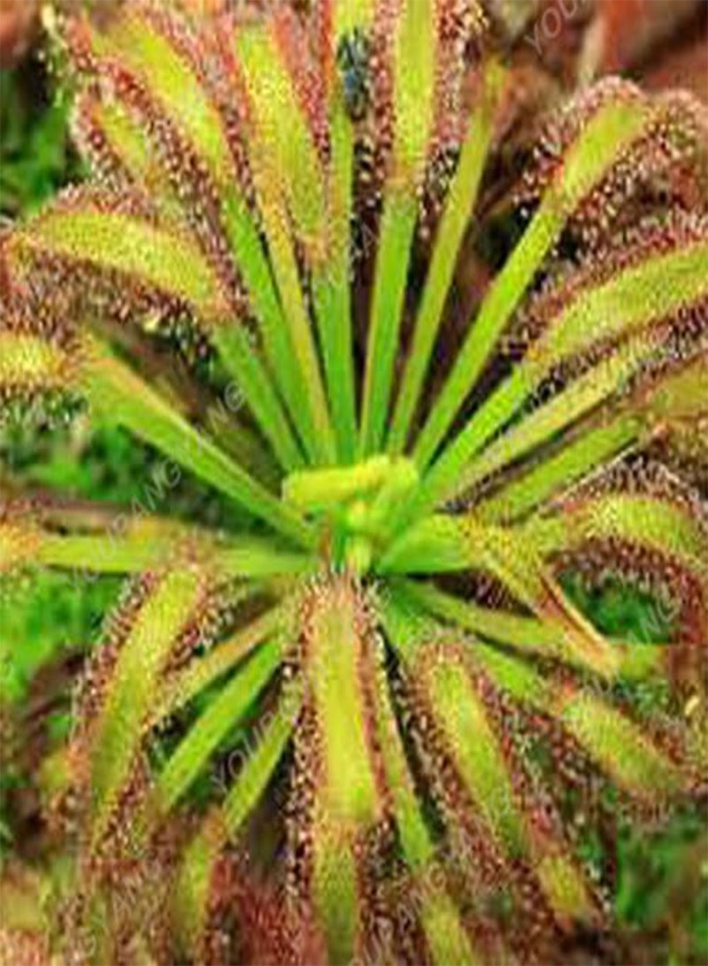 GGOOT Seeds 20 pcs Drosera Clip Venere Bugs semi insectivori Garden Seeds The Seeds of The Family Bonsai in vase semi  Indoor Perennial Jacket ciaippamosche Seed Yellow Light: Only Seeds  - Image 1