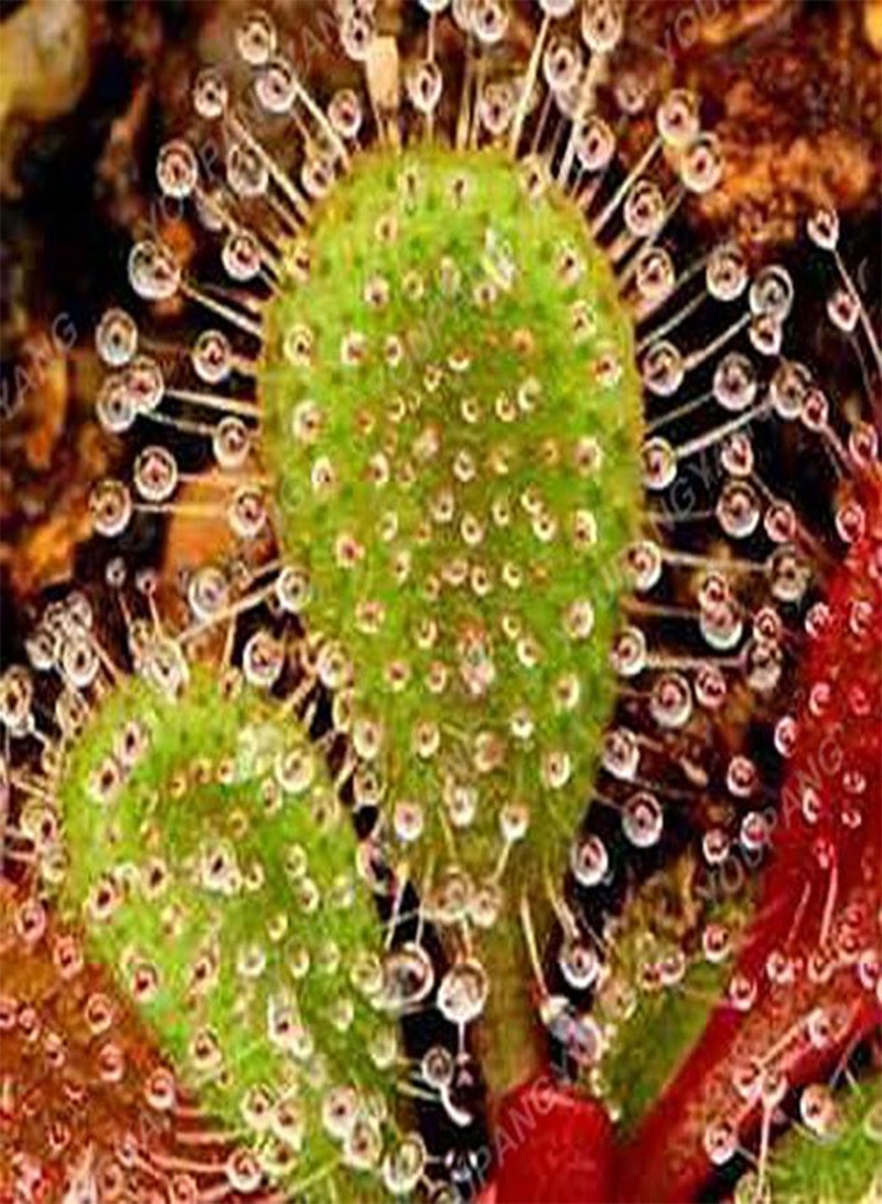 GGOOT Seeds 20 pcs Drosera Clip Venere Bugs semi insectivori Garden Seeds The Seeds of The Family Bonsai in vase semi  Indoor Perennial Jacket ciaippamosche Seed Yellow Light: Only Seeds  - Image 4
