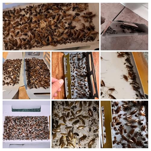 USKICH 60 Pack Roach Traps,Roach Killer Indoor Infestation,Cockroach Killer Indoor Home,Glue Roach Traps,Roach Motel,Child & Pet Friendly - Image 2