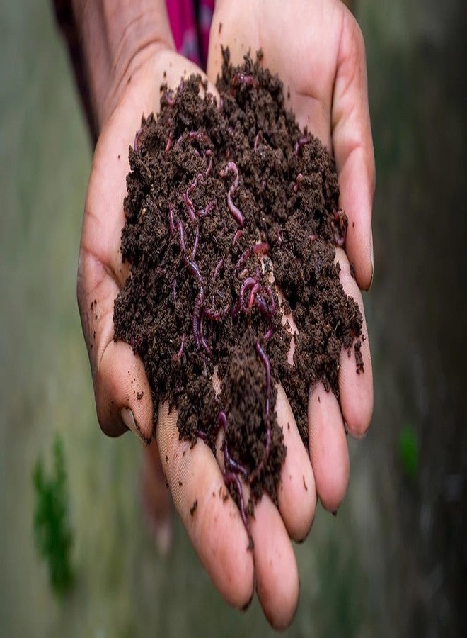 MyOwnGarden سماد ديدان الأرض العضوي والطبيعي الممتاز من MyOwnGarden، 100% سماد ديدان نقي للنباتات - سماد، عبوة 1 كجم، 100% عضوي وطبيعي، بدون مواد كيميائية أو إضافات صناعية. - Image 5
