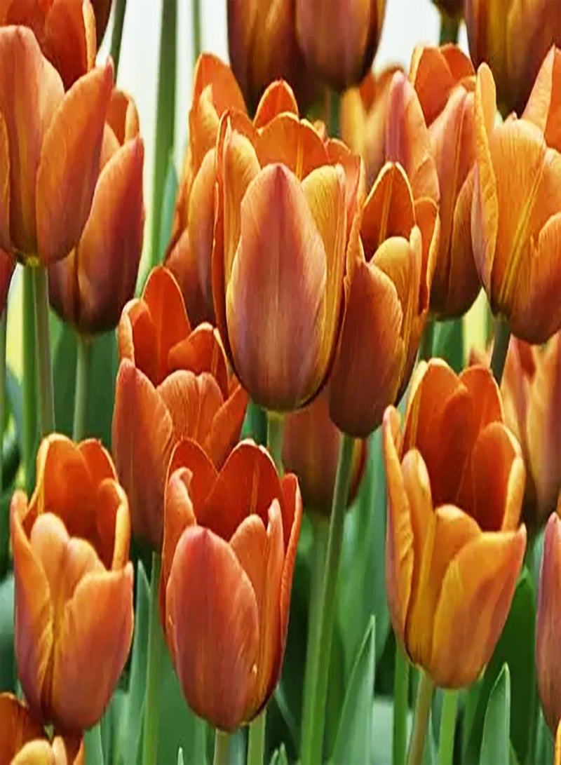 GGOOT 10pcs Orange Tulip Seeds Easy Planting Garden Indoor Outdoor Decoration for Gardeners Collectors of Rare Use Icing on Cake for Your Home Landscape - Image 2