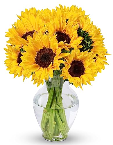 Benchmark Bouquets - 10 Stem Sunflowers (Glass Vase Included) - Fresh Flowers for Delivery - Gift for Graduation, Birthday, Anniversary, Sympathy, Get Well, Congratulations - Image 1