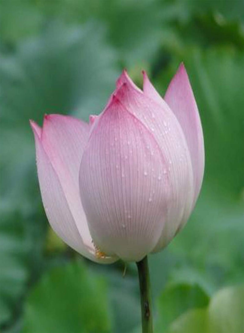 GGOOT 30Pcs Lotus Seeds Cold-Resistant Water Lily Flower Plant Mixed Color Bonsai Lotus Seeds Aquatic Flower Seeds  - Image 5