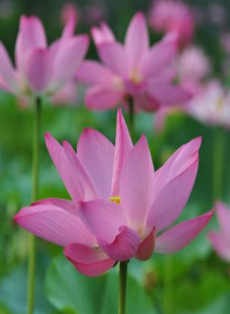 GGOOT 30Pcs Lotus Seeds Cold-Resistant Water Lily Flower Plant Mixed Color Bonsai Lotus Seeds Aquatic Flower Seeds  - Image 3