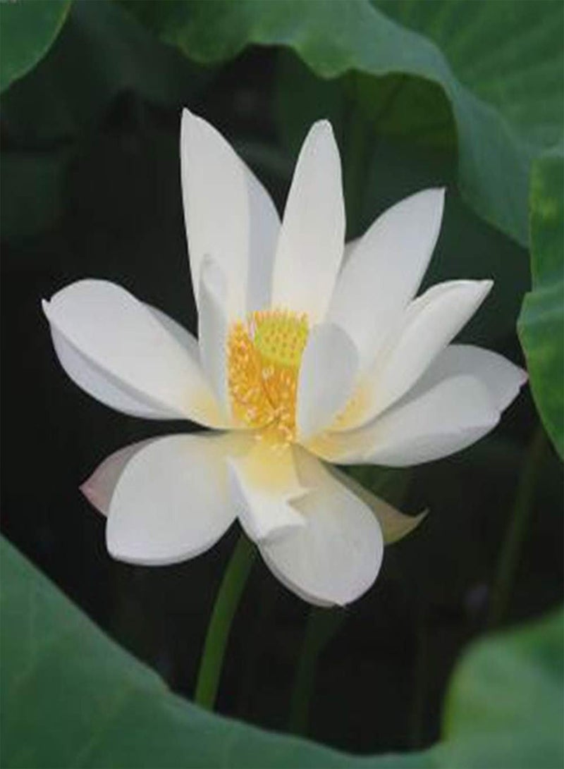 GGOOT 30Pcs Lotus Seeds Cold-Resistant Water Lily Flower Plant Mixed Color Bonsai Lotus Seeds Aquatic Flower Seeds  - Image 4