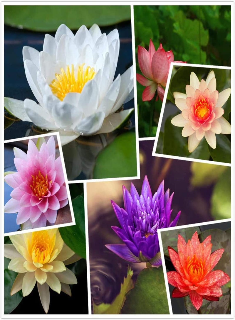 GGOOT 30Pcs Lotus Seeds Cold-Resistant Water Lily Flower Plant Mixed Color Bonsai Lotus Seeds Aquatic Flower Seeds  - Image 1