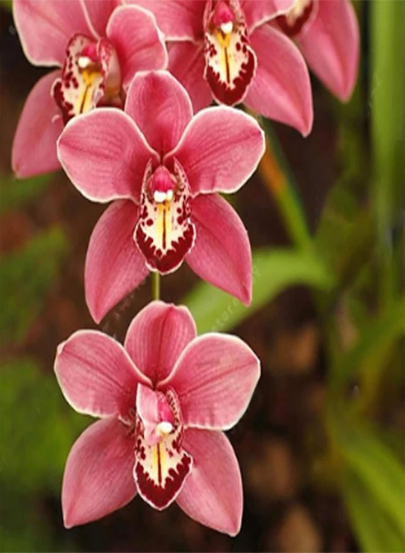 GGOOT 100Pcs Floral Plants Seedlings Pack | Home Gardening Phalaenopsis Seeds Kit Long Germination Period 8 Styles Aesthetic Flower Seeds 12 Seeds  - Image 3