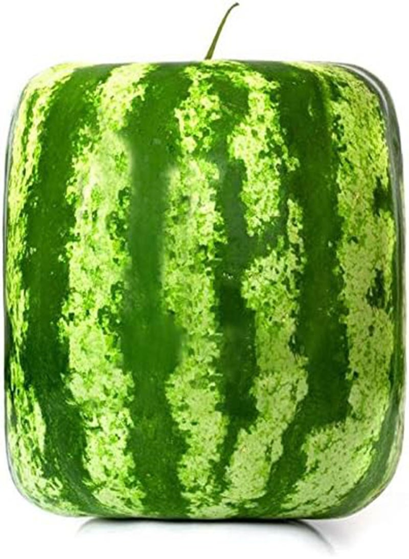 جي جوت بذور البطيخ المربعة من إيجرو، 30 قطعة/عبوة، مناسبة للحديقة المنزلية، نباتات فواكه حلوة هندسية بسيطة - Image 3
