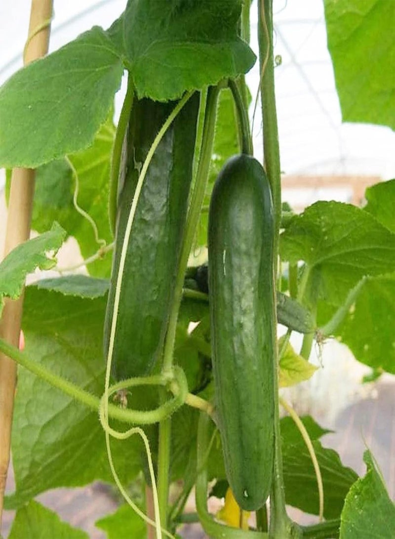 GGOOT 30Pcs Cucumber seeds Non GMO Open Pollinated Edible High Germination Rate Pickled Cucumber seeds Outdoor Green - Image 5