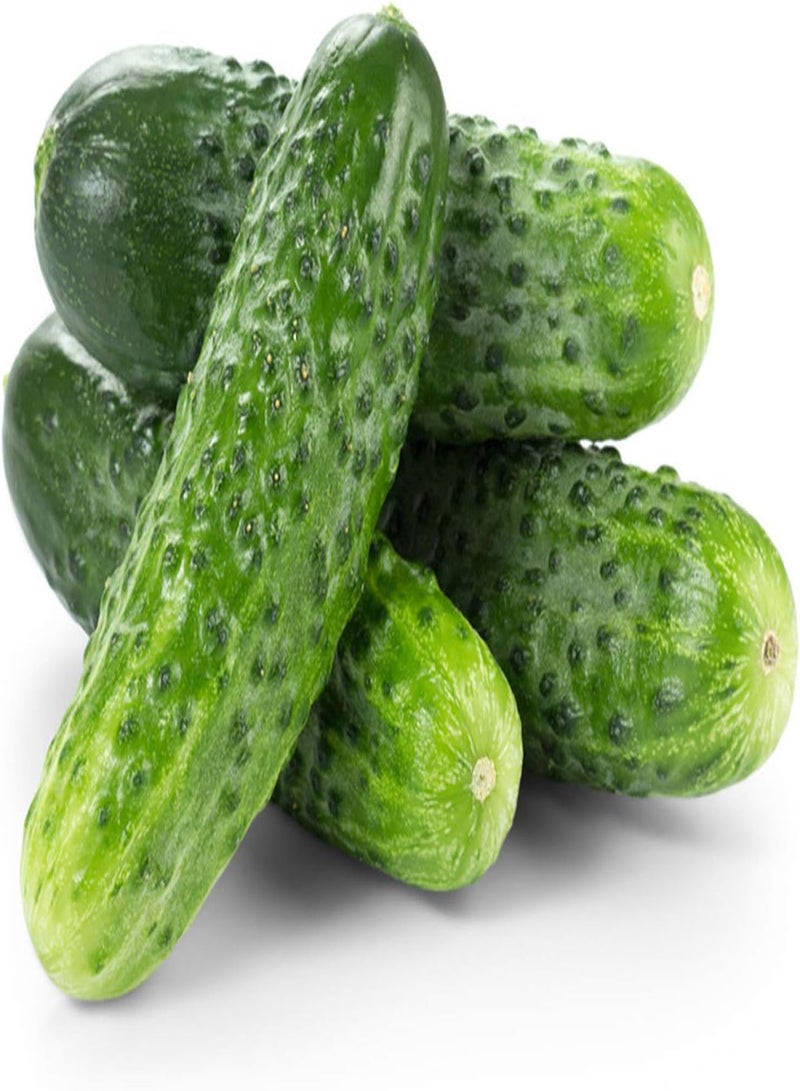 GGOOT 30Pcs Cucumber seeds Non GMO Open Pollinated Edible High Germination Rate Pickled Cucumber seeds Outdoor Green - Image 3