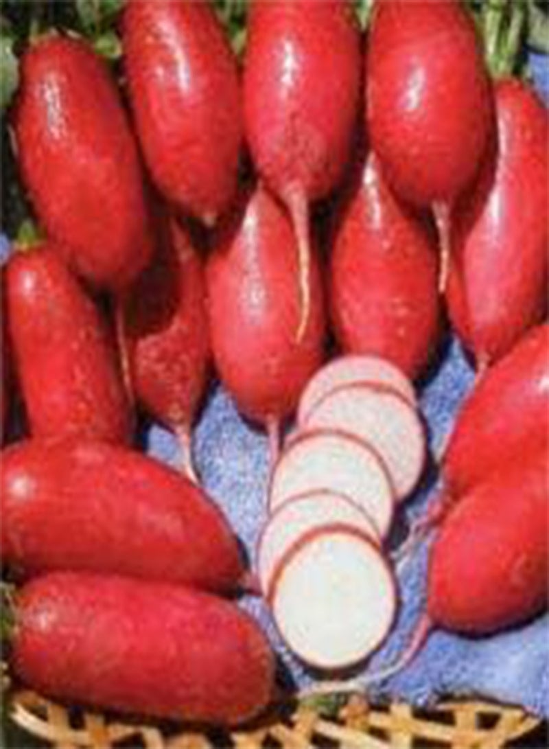 GGOOT Heirloom Heritage Radish Seeds Lady Slipper Certified  Organic Grower