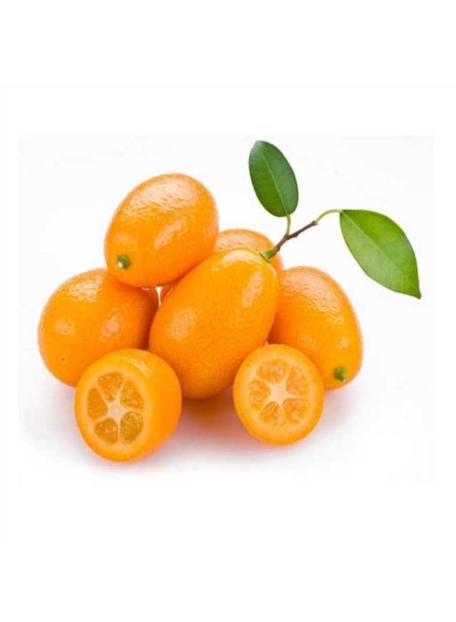 Kumquats, 250g, South Africa