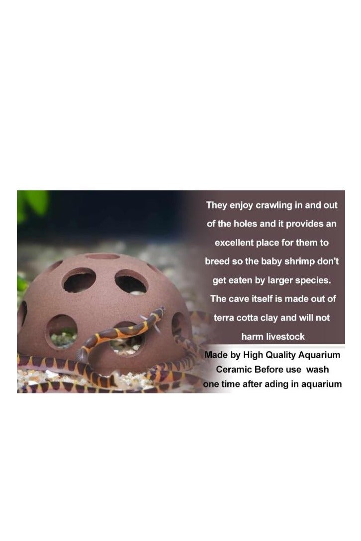 نصف كرة من جلد الروبيان 5.5 سم - Image 5