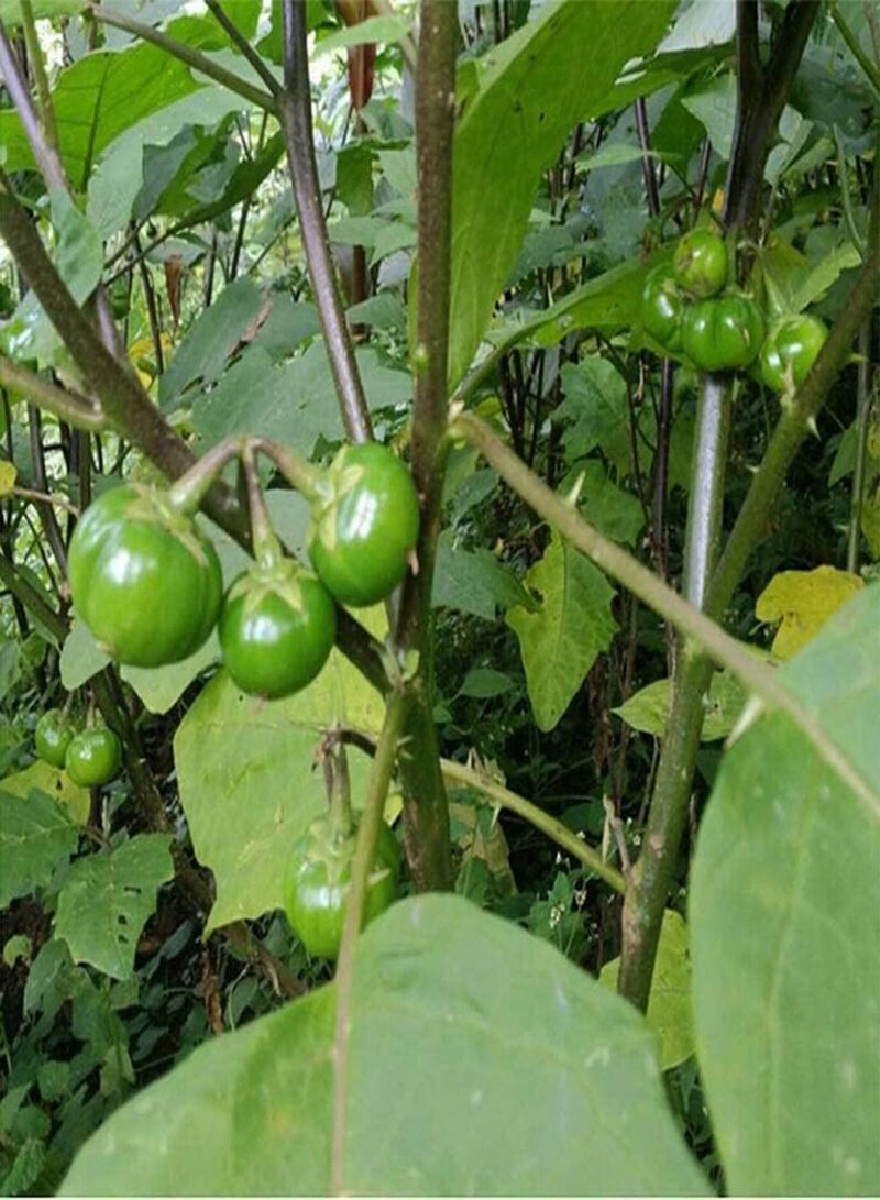 GGOOT 200Pcs Eggplant Seeds Rare Green Small Eggplant Annual Herb Common Non-GMO Vegetables Suitable for Outdoor Home Gardening Planting - Image 2